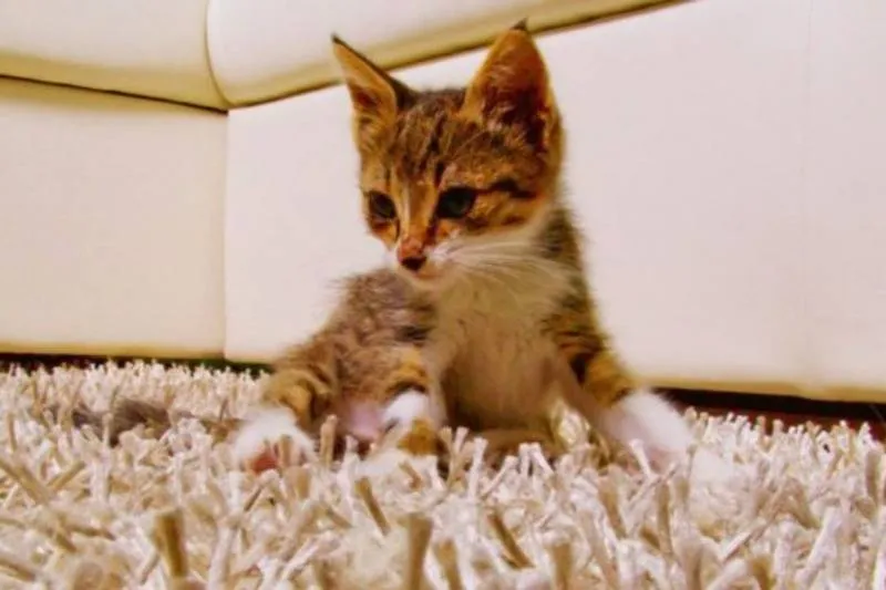 5 Benefits of Professional Carpet Cleaning You Might Not Know About 5 Benefits of Professional Carpet Cleaning You Might Not Know About