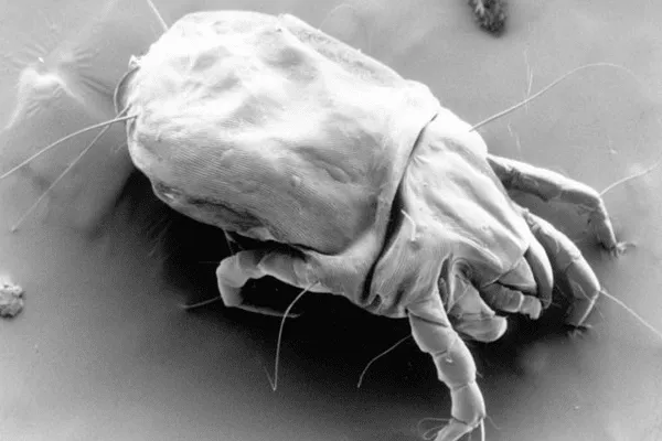 The Carpet Surgeon Gold Coast