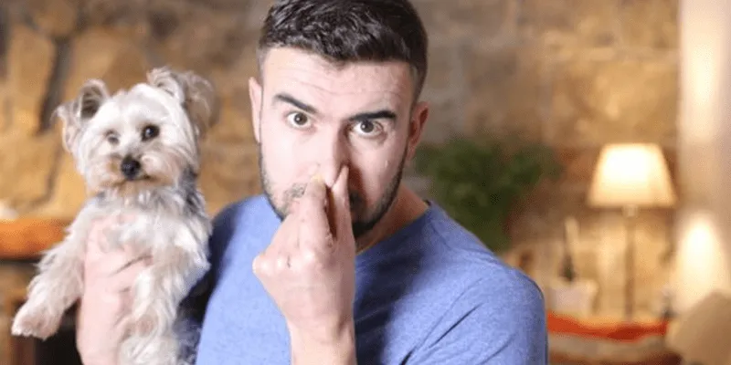 The Carpet Surgeon Gold Coast