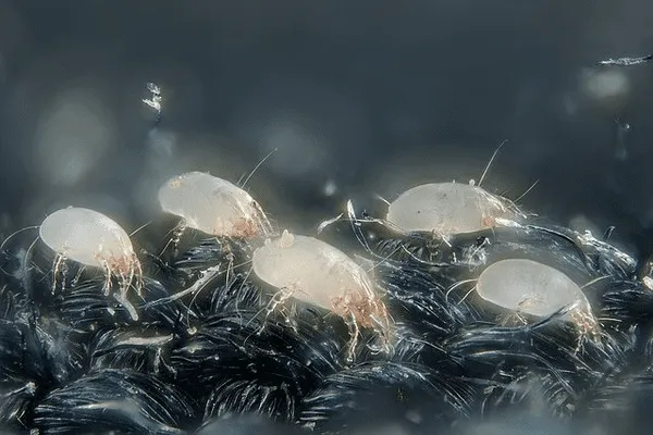 What's Living in Your Mattress: The Truth About Dust Mites