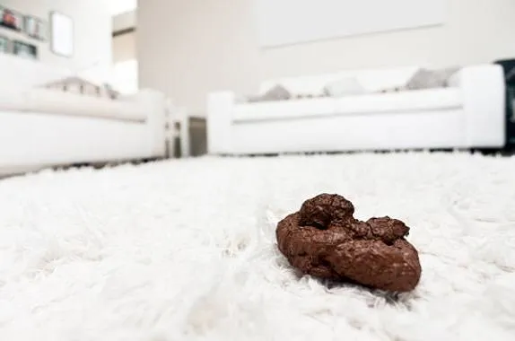 carpet cleaning for pets