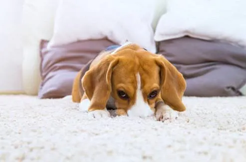 dog stain carpet cleaning gold coast