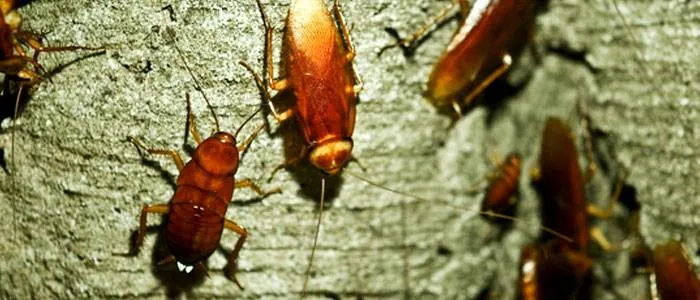 Pest Control Gold Coast