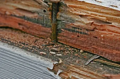 The Carpet Surgeon Gold Coast